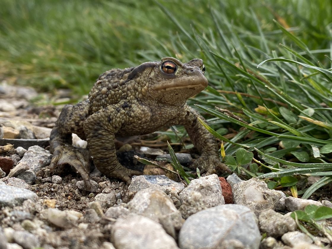 reader-short-story-the-group-of-frogs-encouragement